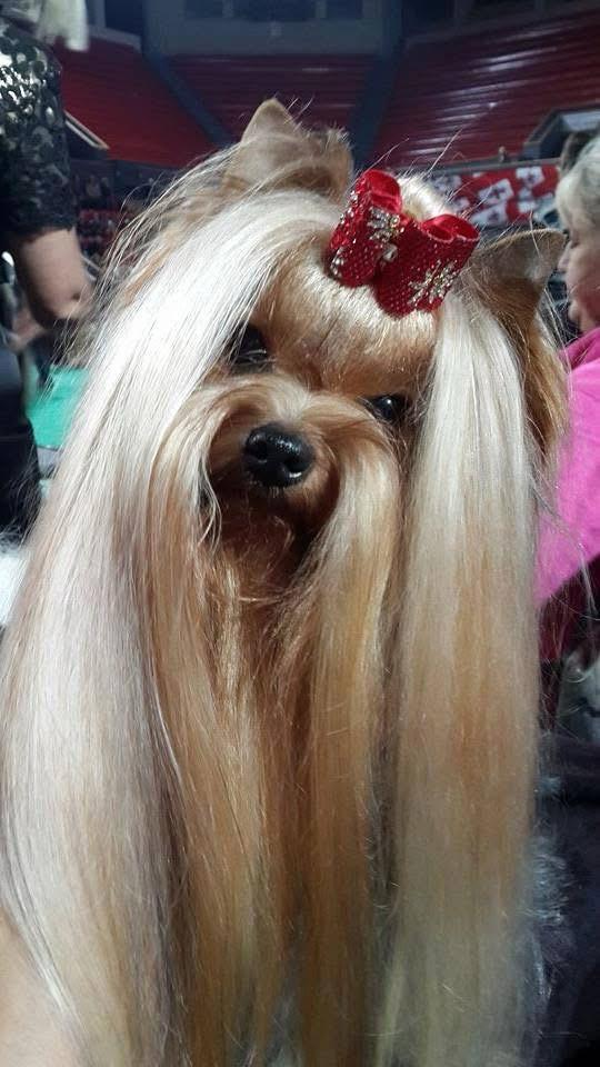 GALLANA ARISTOS CHINS UP — Labaza DogPedigree YorkshireTerrier